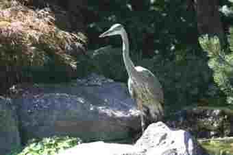 Heron
Stalking my Koi