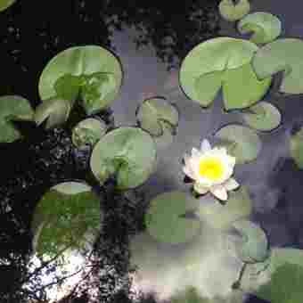 Lilly Pads